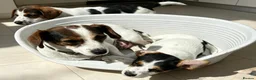 Jack Russell dogs for sale: Traditional short-legged Jack Russell puppy’s. - Advert 29