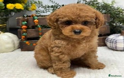 Cavapoo dogs for sale: Cavapoo F1 Puppies  - Advert 2