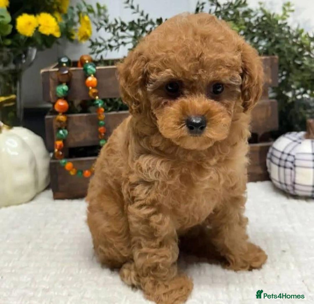 Cavapoo dogs for sale: Cavapoo F1 Puppies  - Advert 2