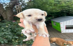 Mixed Breed dogs for sale: 3/4 Labrador 1/4 German wired hair pointer  - Image 1