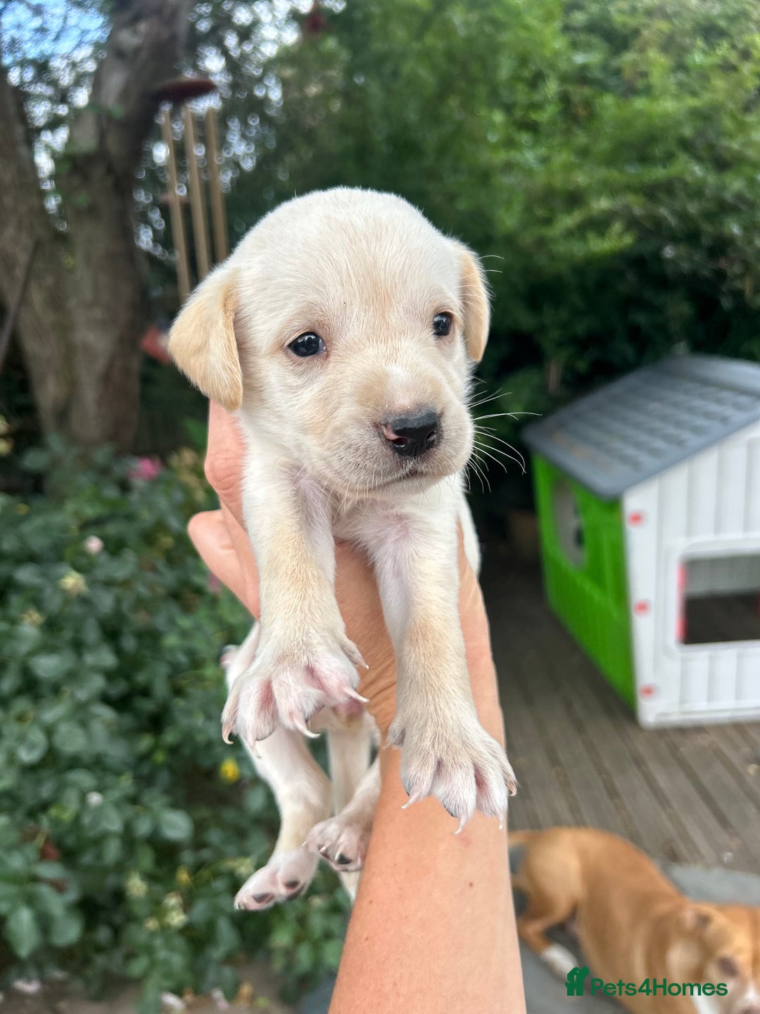 Mixed Breed dogs for sale: 3/4 Labrador 1/4 German wired hair pointer  - Image 1