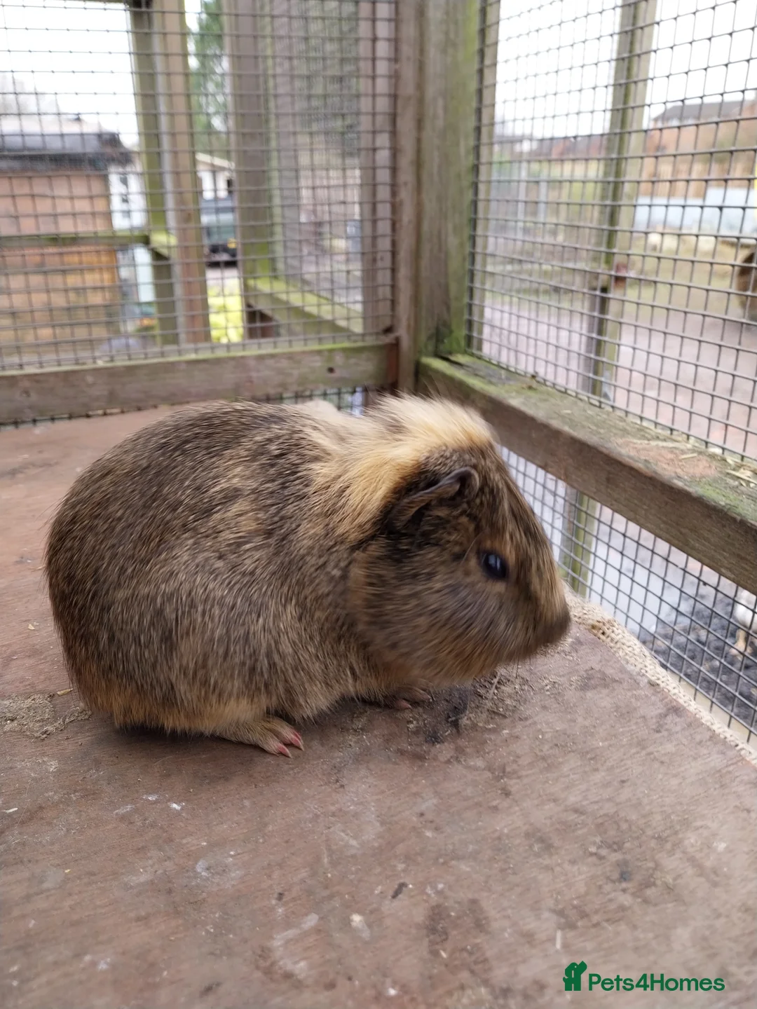 Guinea Pig rodents for sale: Guinea pigs for sale  - Advert 3