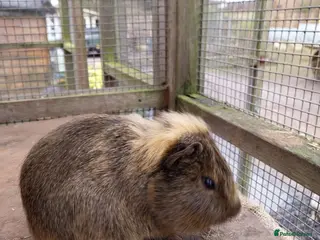 Guinea Pig rodents Guinea pigs for sale - Advert 13