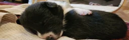 Border Collie dogs for sale: Beautiful Border Collie Puppies - Advert 7