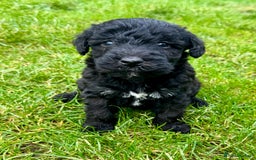 Bedlington Terrier dogs for sale: Stunning Bedlington Terrier puppies  - Image 7