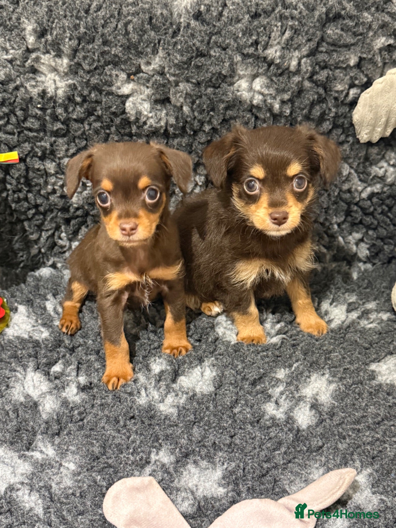 Chipoo dogs 💎 EXQUISITE TINY CHIPOO BOY PUPPIES AVAILABLE 💎  - Advert 1