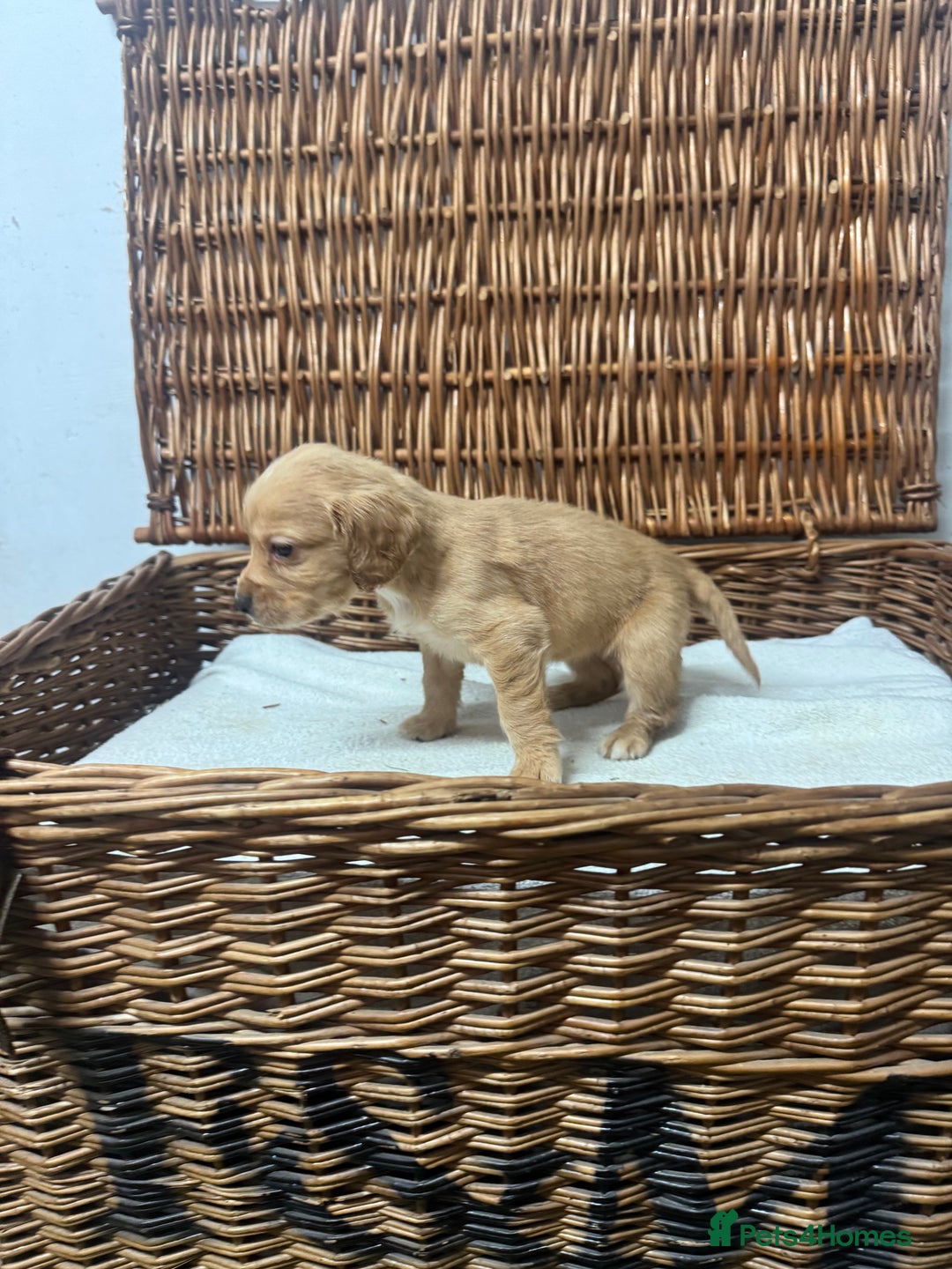 Cocker Spaniel dogs for sale: Fully DNA health tested cocker spaniel puppies - Advert 12