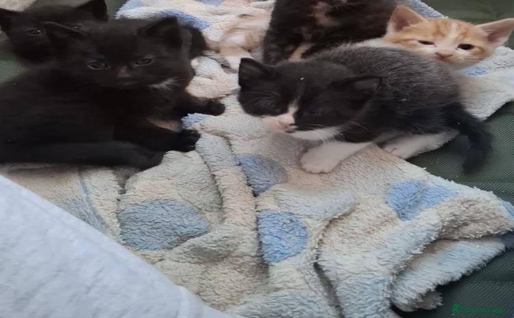 Mixed Breed cats - Advert 14