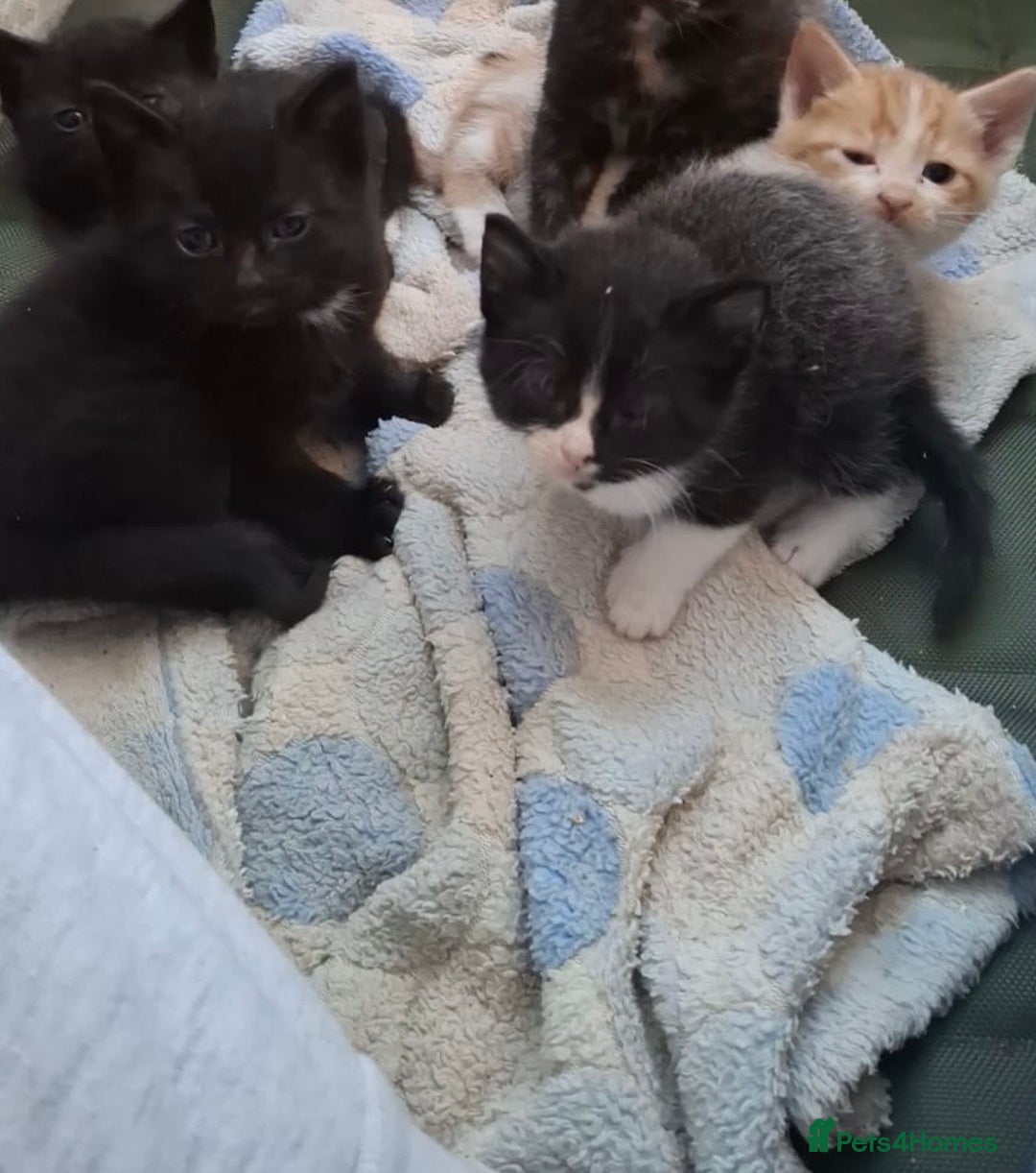 Mixed Breed cats for sale: Beautiful litter 3 girls and one boy  - Image 1