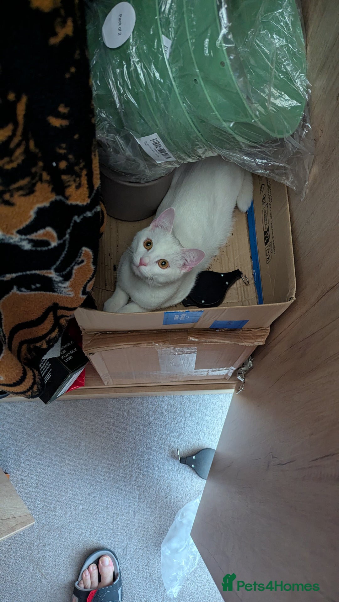 British Shorthair cats for sale: ****** for adoption - Image 5