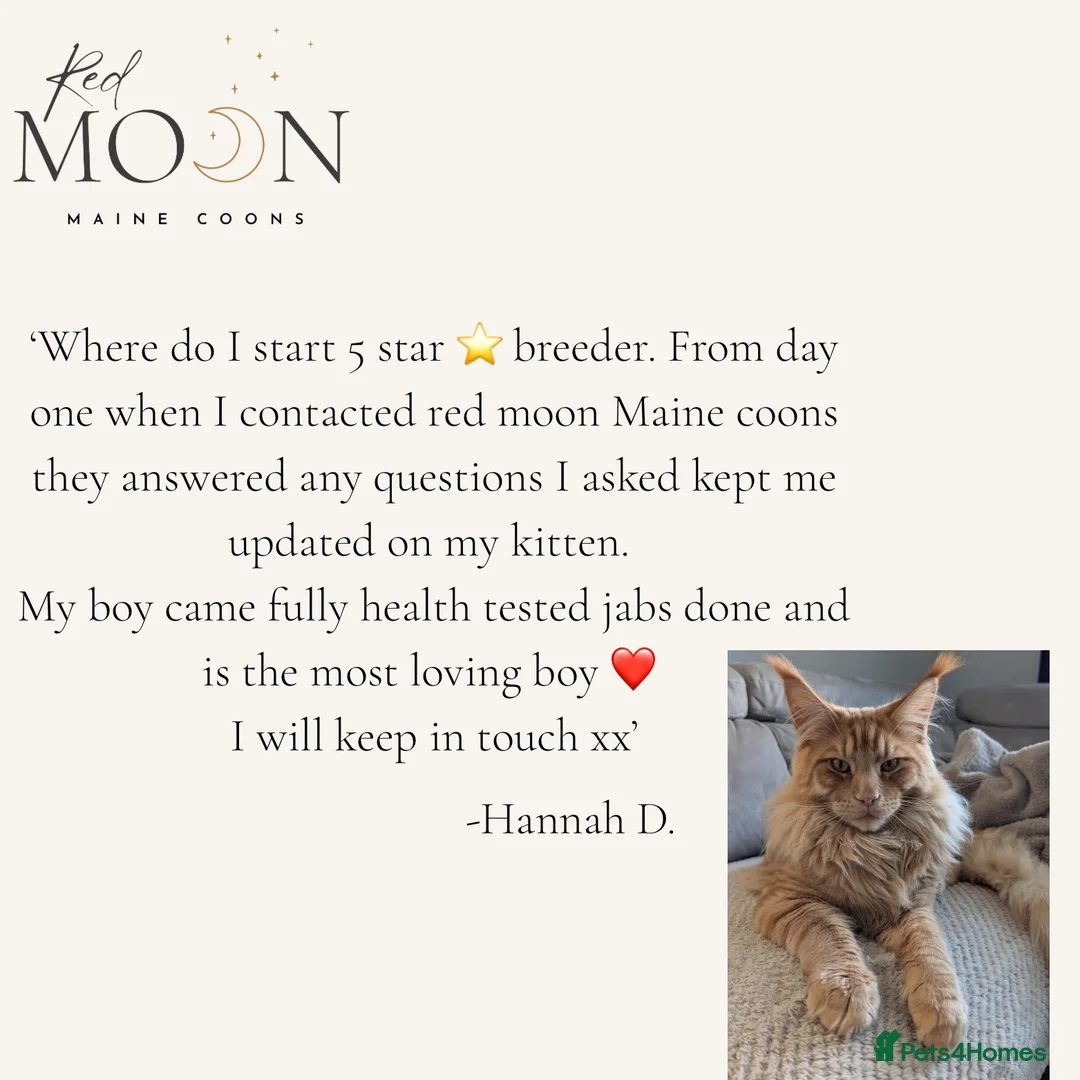 Maine Coon cats for sale: Last 2 female Maine Coon kittens - Advert 3