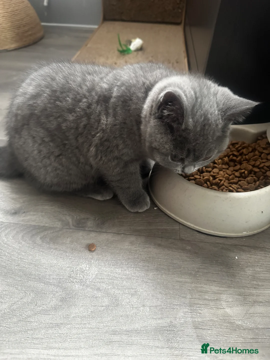 British Shorthair cats for sale: Last 2 girls available  - Advert 2