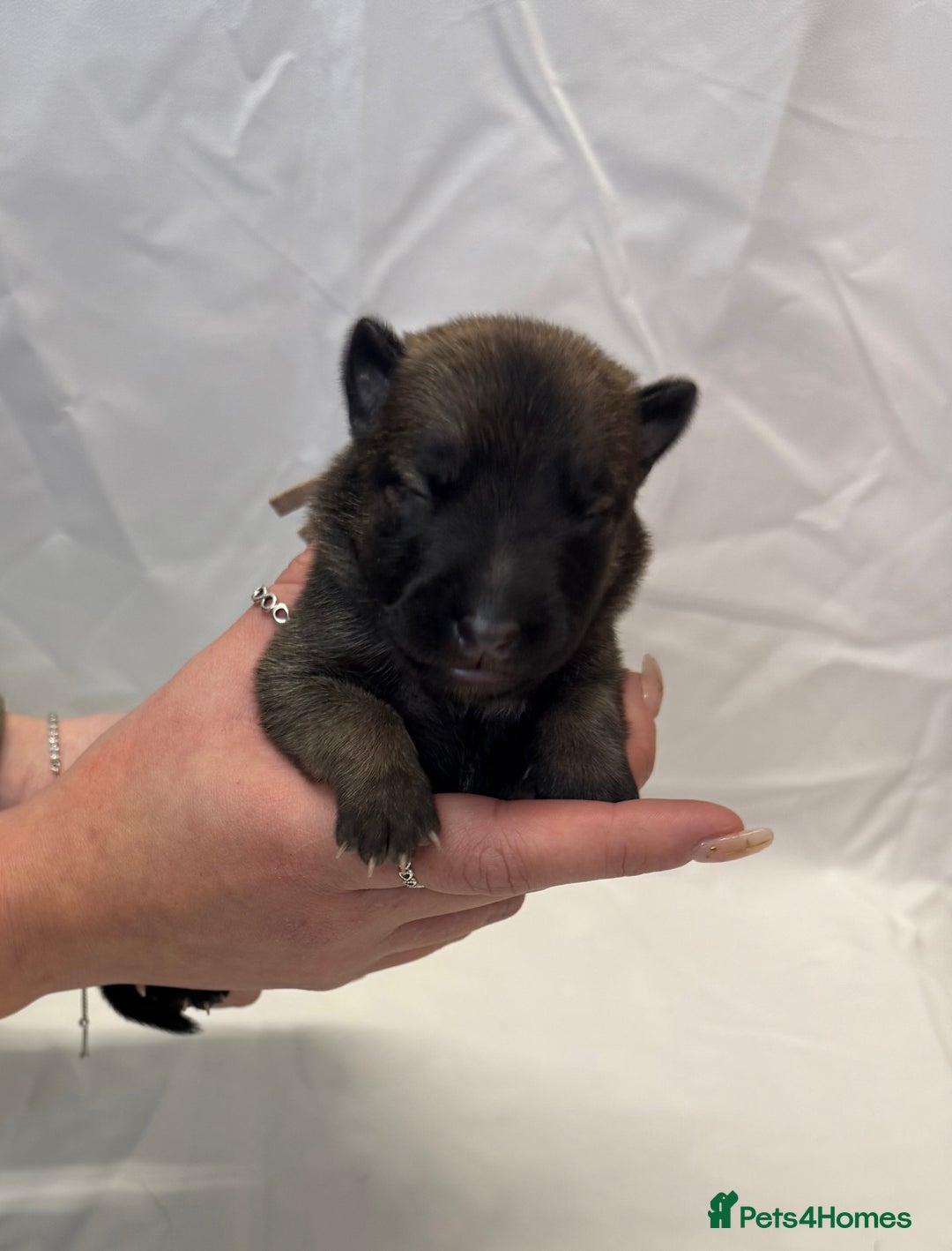 Belgian Shepherd Dog dogs for sale: KC Registered & Health Tested Belgian Malinois - Advert 3