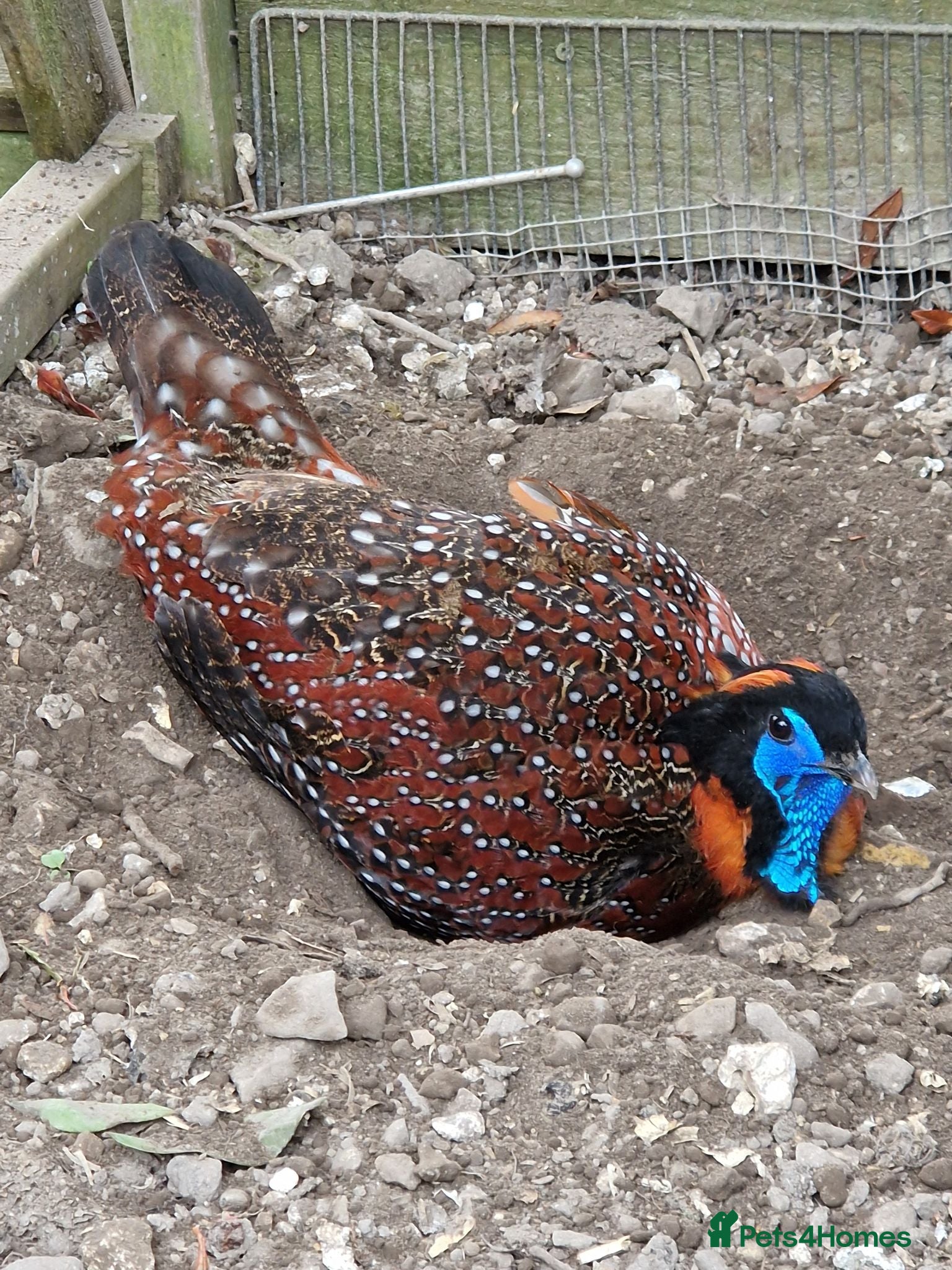 Pheasants poultry Temminck's Tragopans chicks - Advert 1