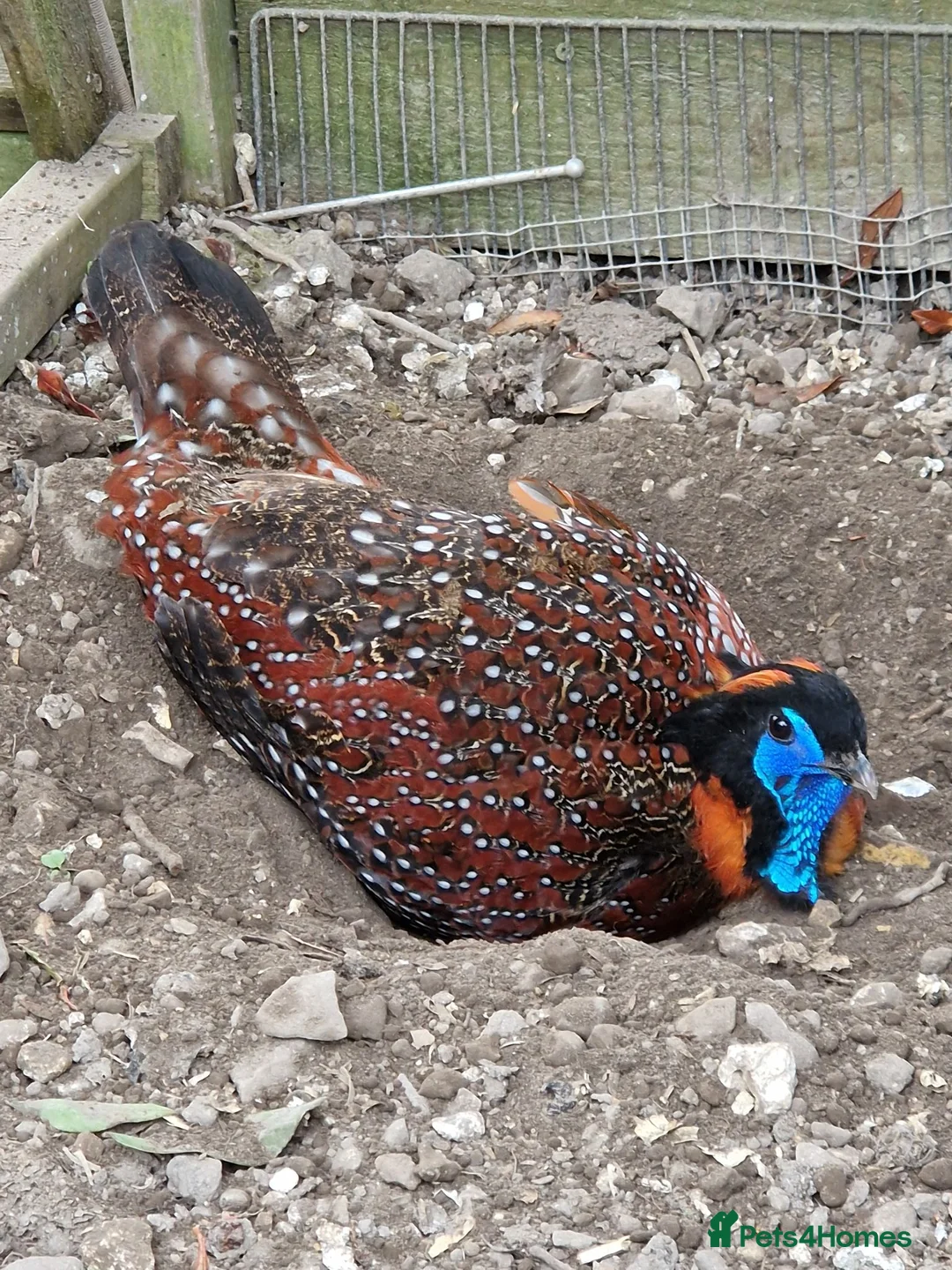 Pheasants poultry for sale: Temminck's Tragopans chicks - Advert 1