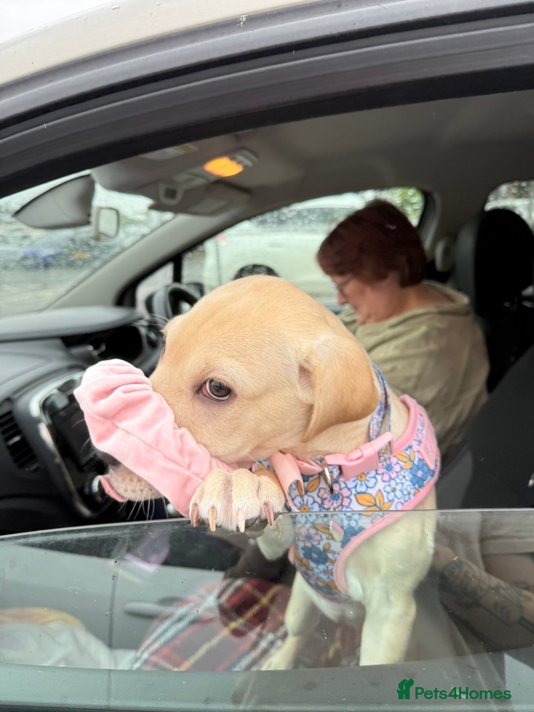 Mixed Breed dogs for sale: Delilah - Image 3