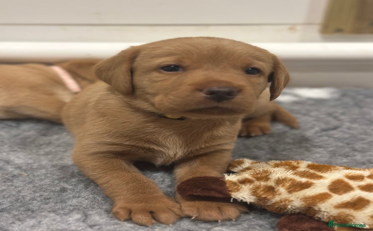 Labrador Retriever dogs - Advert 2