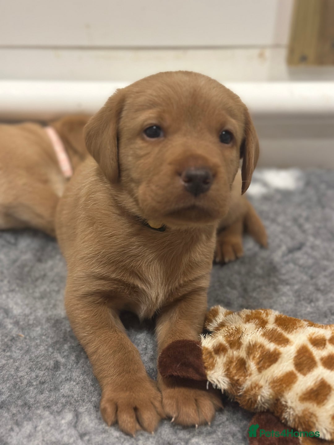 Labrador Retriever dogs for sale: Pedigree Fox Red Labrador KC Reg Health Tested - Image 1