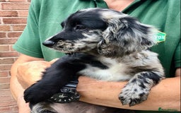 Cocker Spaniel dogs for sale: LAST PUPPY, READY 2 GO, 5* COCKER SPANIELS - Image 18