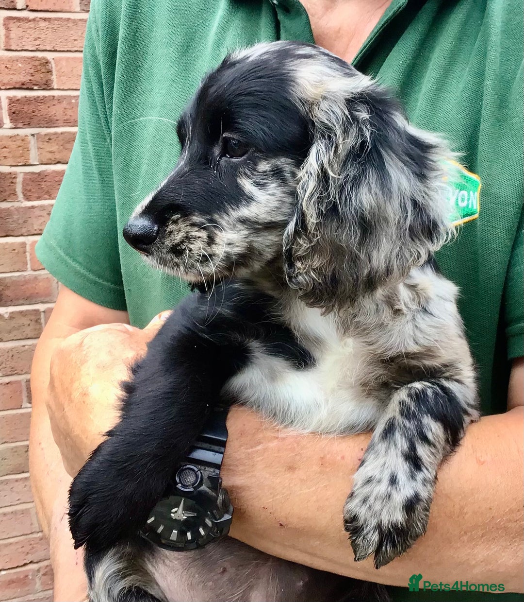 Cocker Spaniel dogs for sale: LAST PUPPY, READY 2 GO, 5* COCKER SPANIELS - Image 18
