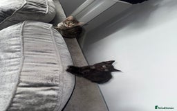 Mixed Breed cats for sale: 3 female kittens for sale  - Image 2