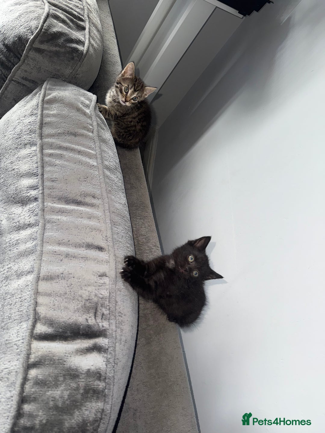 Mixed Breed cats for sale: 3 female kittens for sale  - Image 2