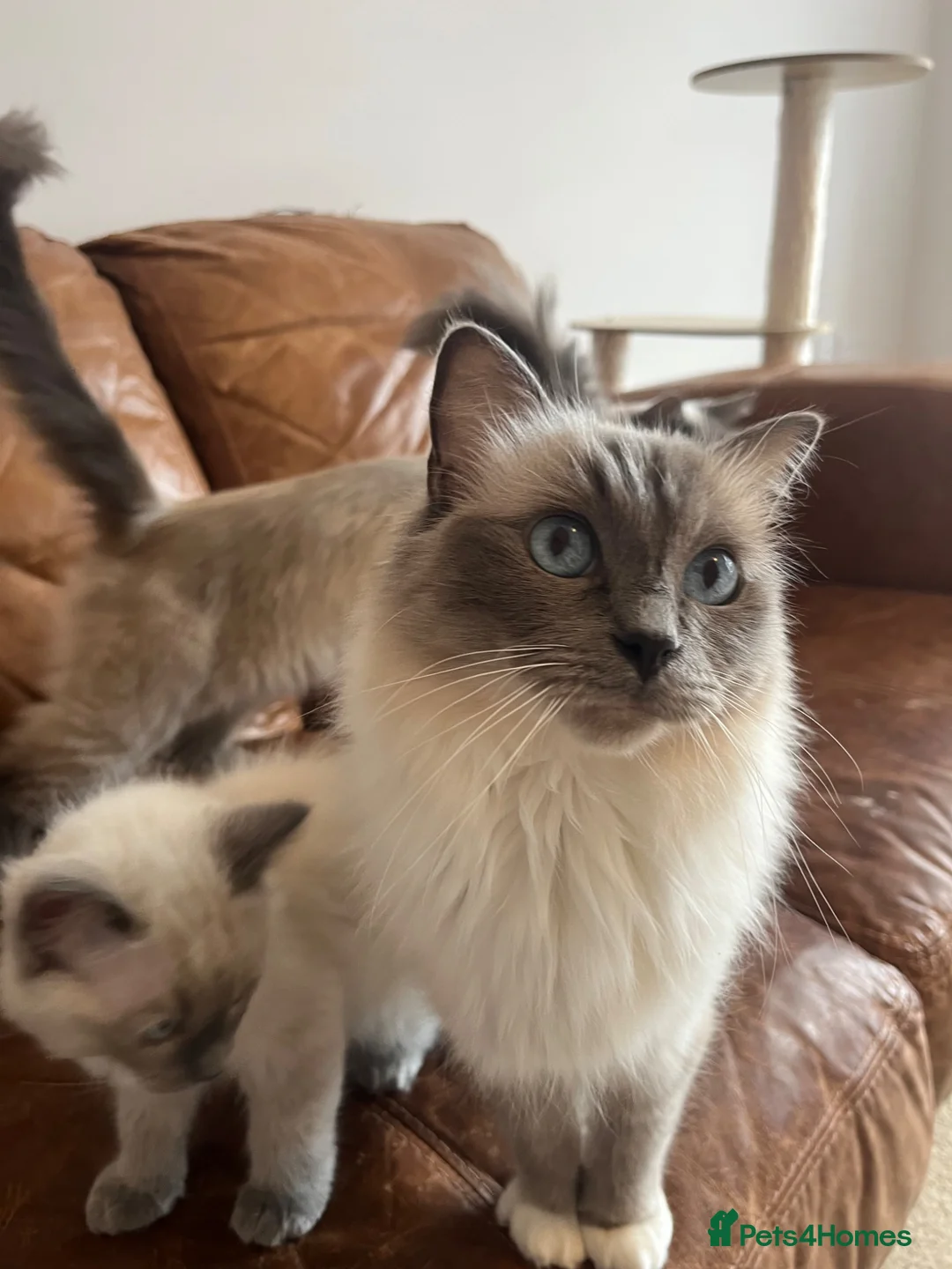 Ragdoll cats for sale: Ragdoll Kittens - Advert 8