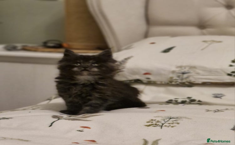 Maine Coon cats - Advert 11