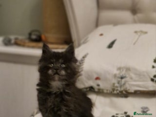 Maine Coon cats - Advert 6