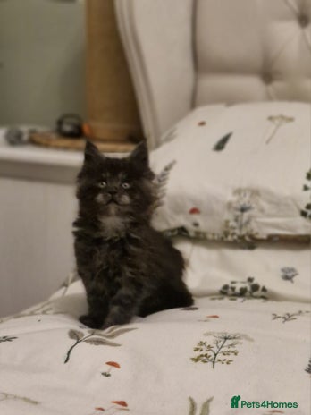 Maine Coon cats - Advert 4