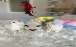 Ragdoll cats for sale: Beautiful pedigree kittens, show quality 💎❤️💎 - Image 7