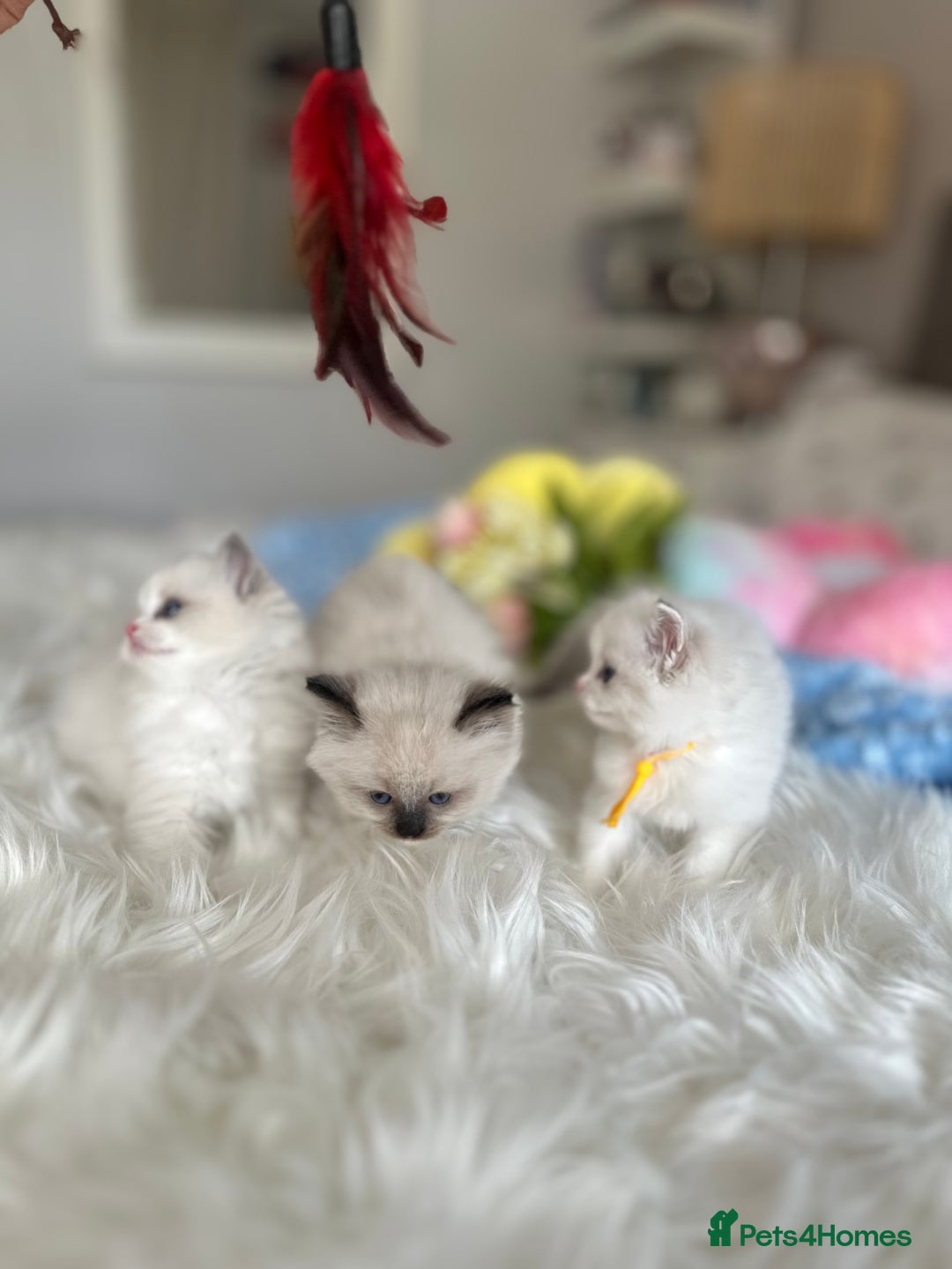 Ragdoll cats for sale: Beautiful pedigree kittens, show quality 💎❤️💎 - Image 7