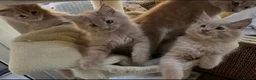 Maine Coon cats for sale: Full 💯 European Maine coons kittens - Advert 3
