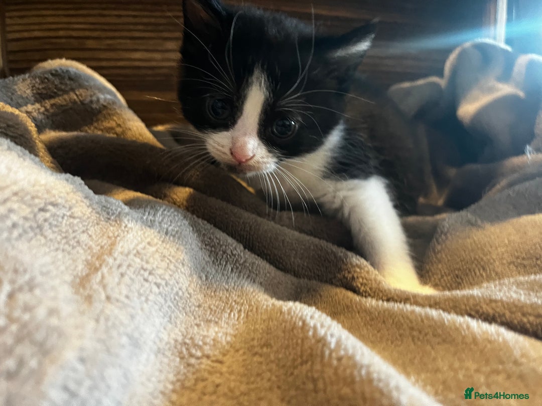 Mixed Breed cats for sale: Beautiful kittens - Image 8