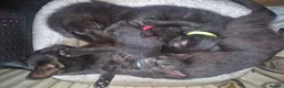 British Shorthair cats for sale: 3 male kittens available - Advert 2