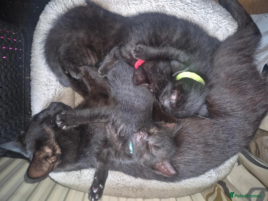 British Shorthair cats for sale: 3 male kittens available - Advert 2