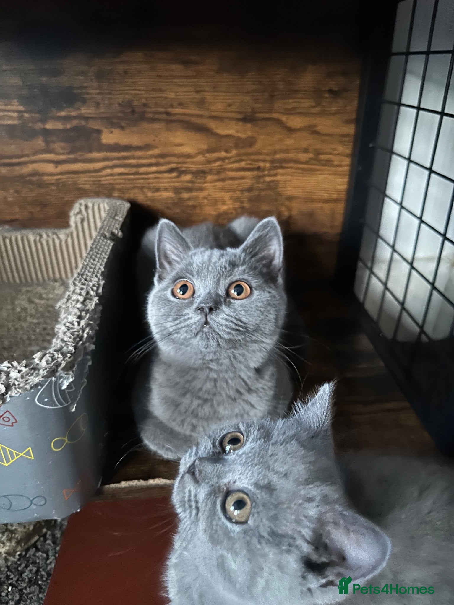 British Shorthair cats British Shorthair GCCF-registered Kittens  - Advert 1