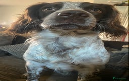 Cocker Spaniel dogs for stud: Crazy Cocker spaniel for studding. in Kettering - Image 6
