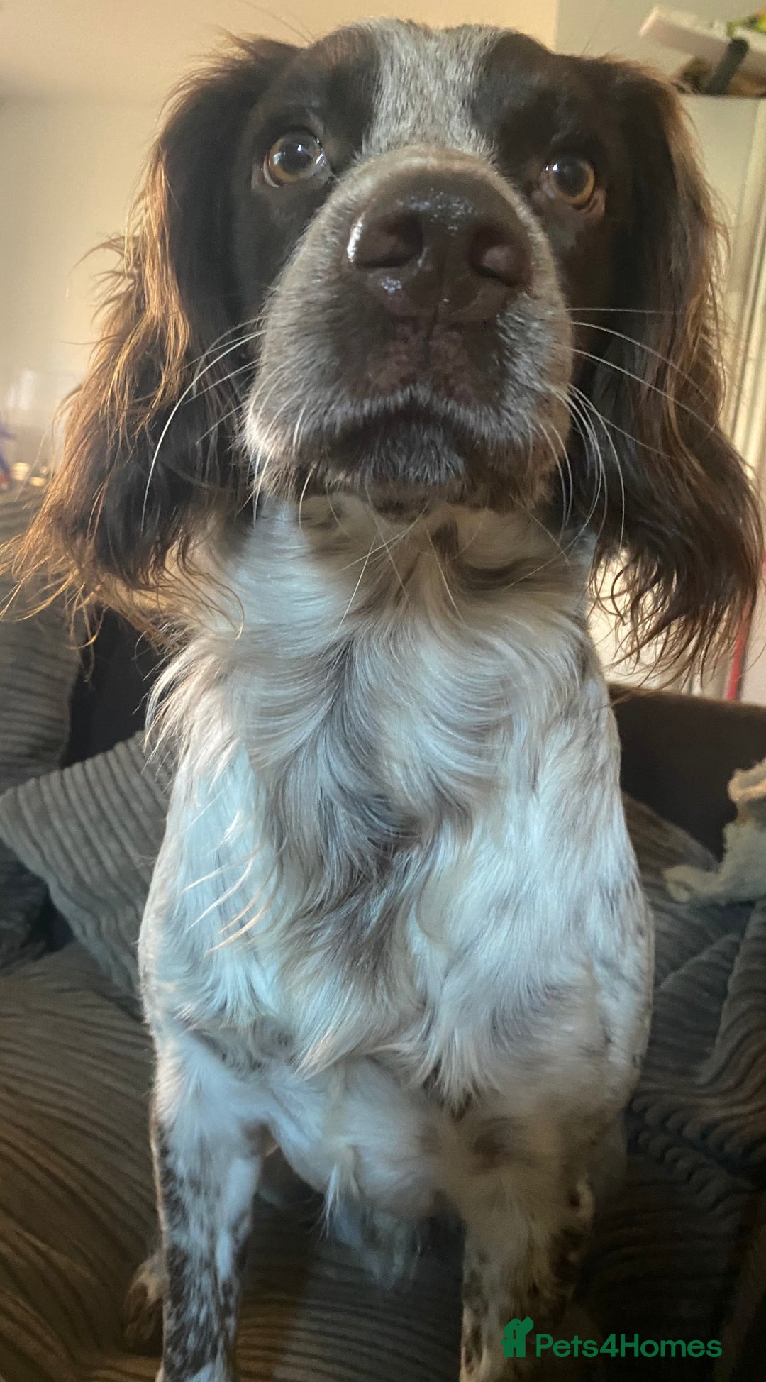 Cocker Spaniel dogs for stud: Crazy Cocker spaniel for studding. in Kettering - Image 6
