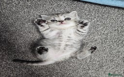 Scottish Fold cats for sale: Adorable Scottish fold Straight Ears Kittens  - Image 5