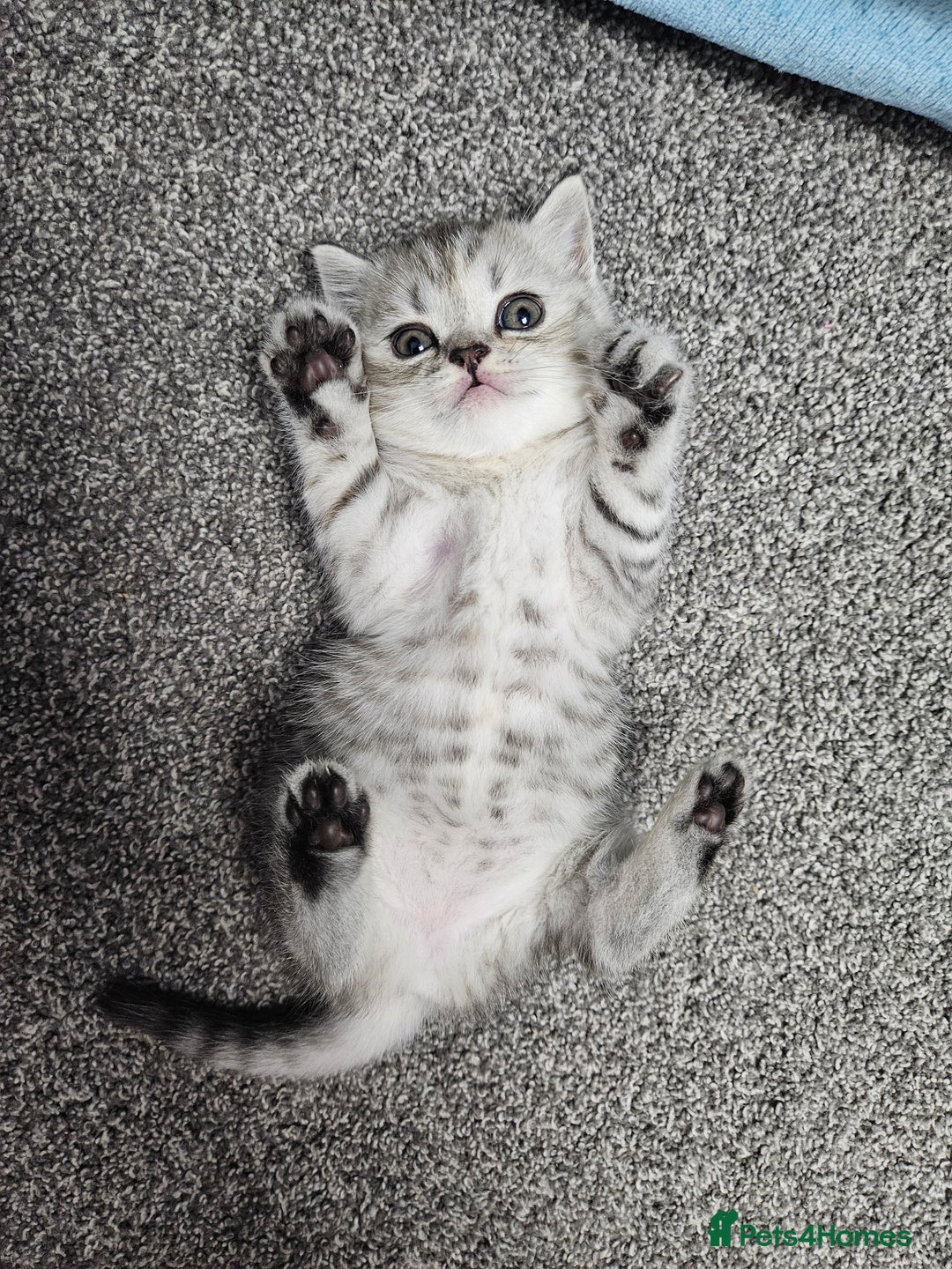 Scottish Fold cats for sale: Adorable Scottish fold Straight Ears Kittens  - Image 5