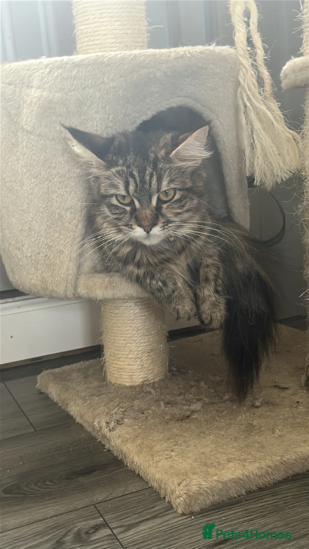 Maine Coon cats for sale: Maincoone kittens  - Advert 2