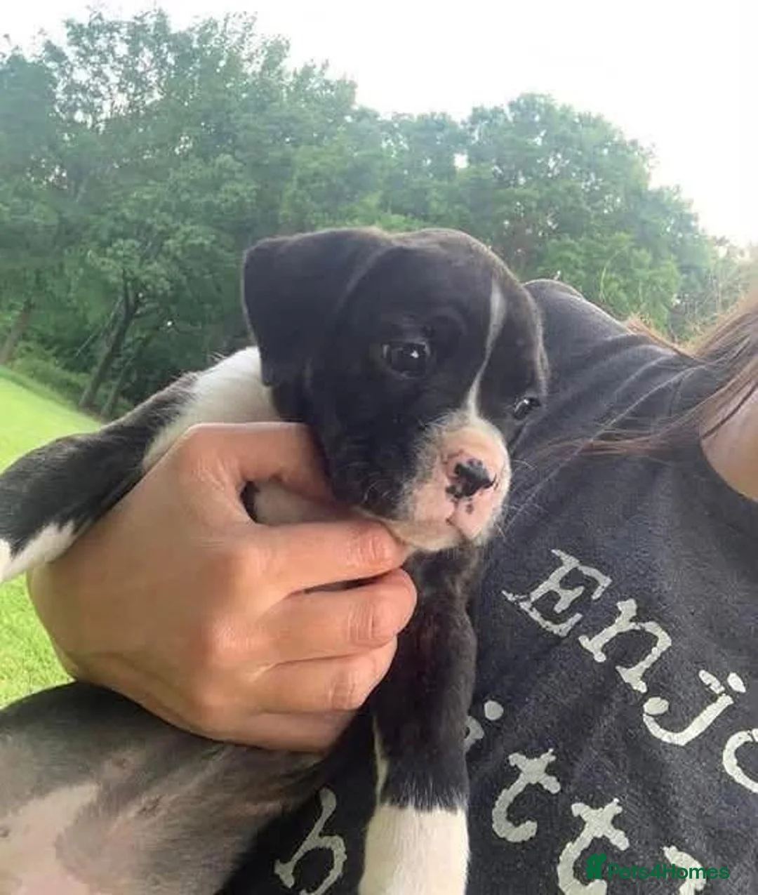 Boxer dogs for sale: !!Beautiful litter of Boxers puppies in Bath - Advert 2