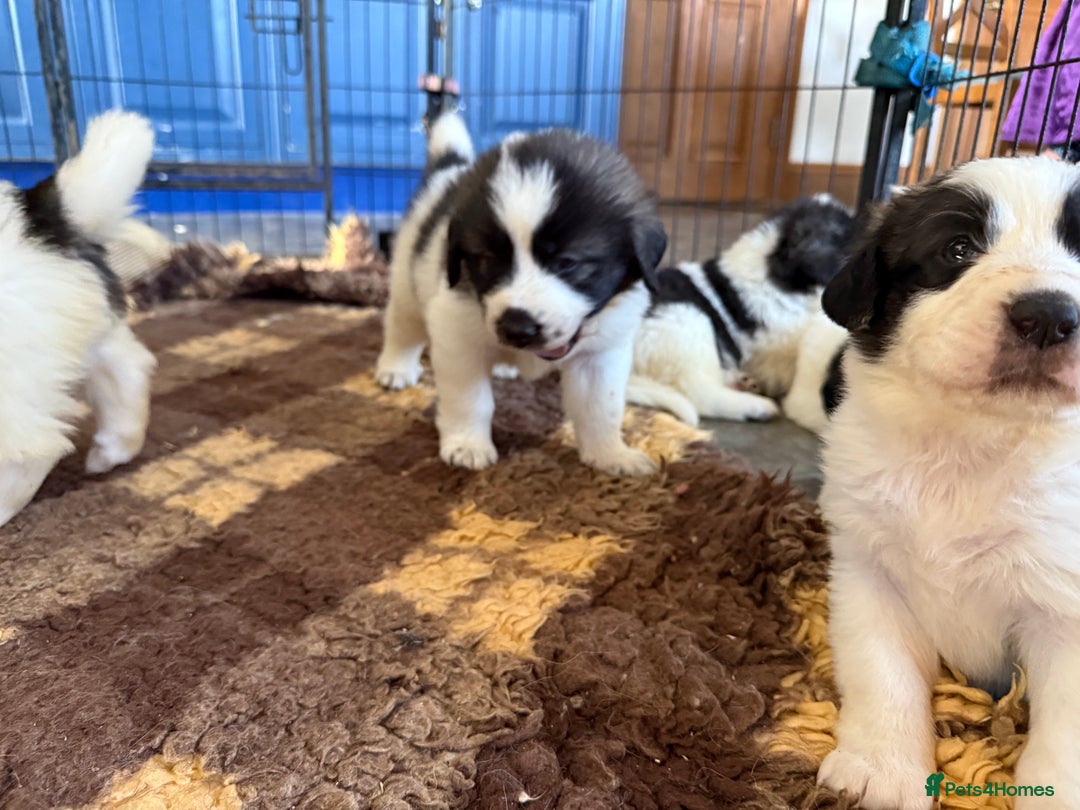 Pyrenean Mastiff dogs for sale: KC registered Pyrenean Mastiffs - Image 8