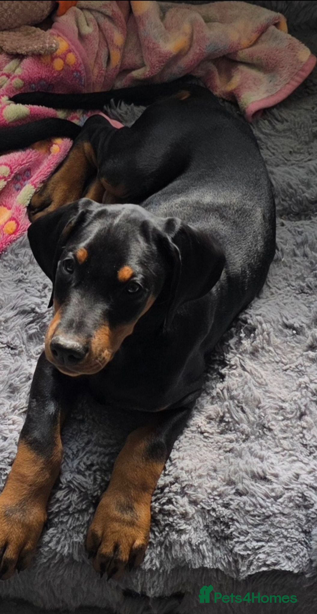 Dobermann dogs ⭐️⭐️⭐️⭐️⭐️ KC Reg Euro Dobermann male available.  - Advert 4