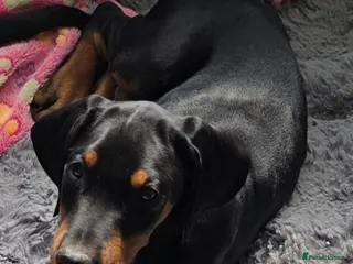 Dobermann dogs ⭐️⭐️⭐️⭐️⭐️ KC Reg Euro Dobermann male available. - Advert 4