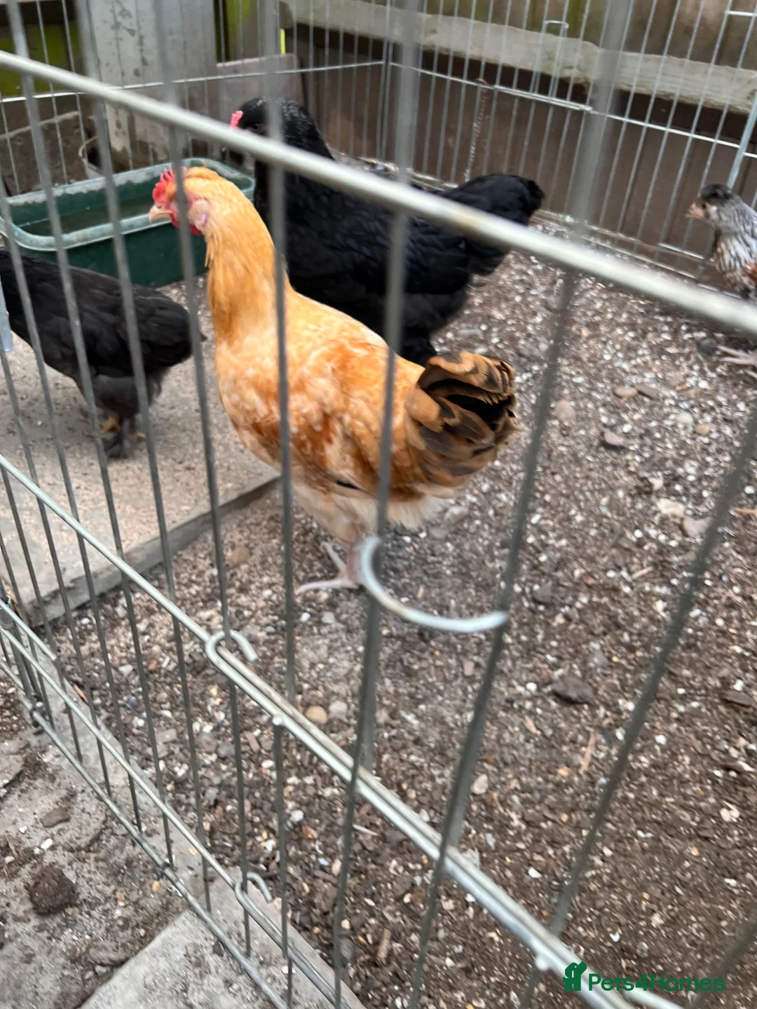 Chickens poultry for sale: Olive egger Cockerel - Advert 2