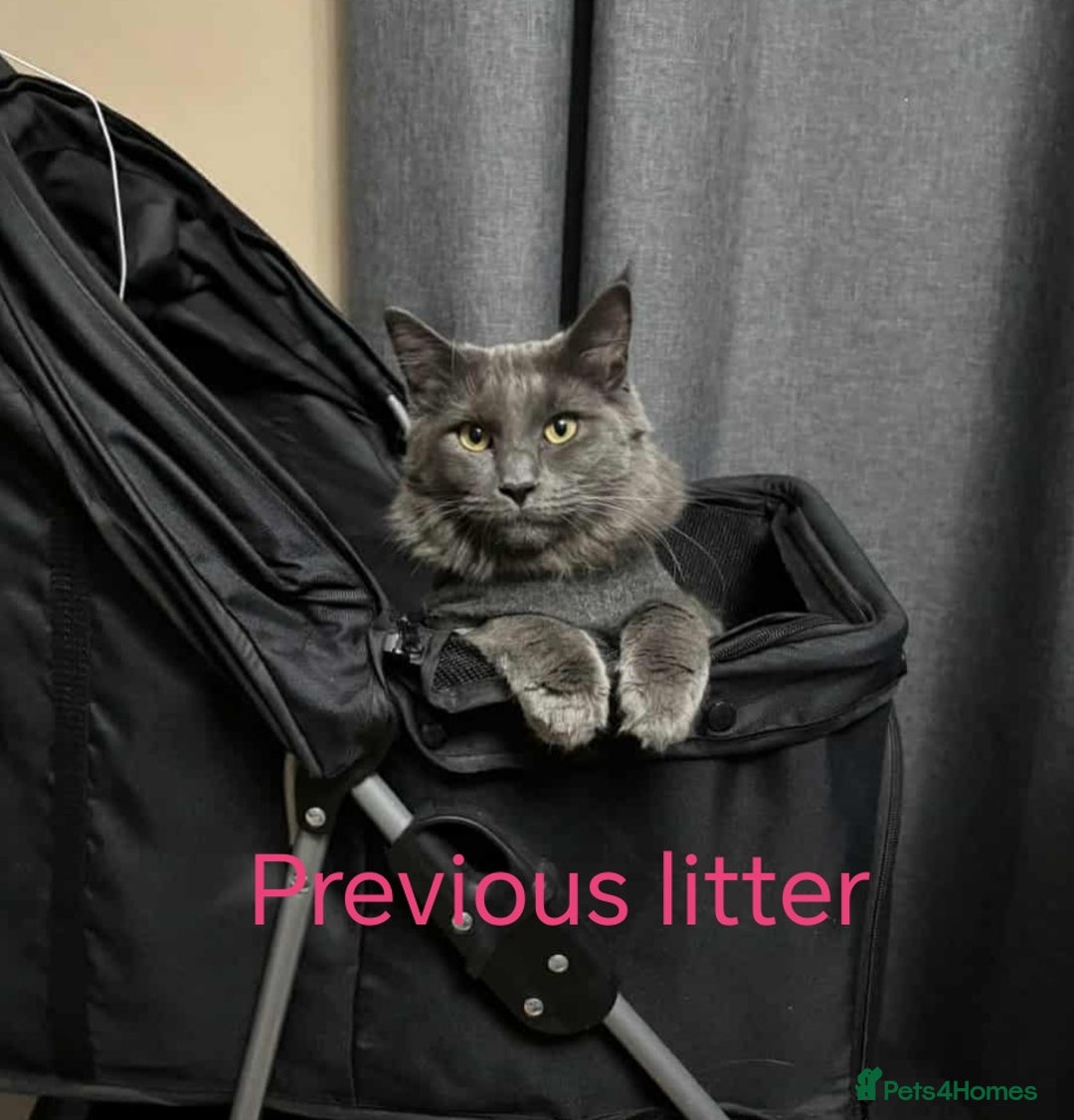 Ragcoon cats for sale: Amazing ragcoon kittens looking for lovely home  - Image 31
