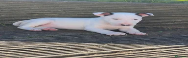 English Bull Terrier Puppy 2