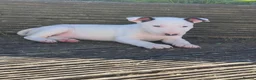 English Bull Terrier dogs for sale: Beautiful puppies in Edinburgh - Advert 6